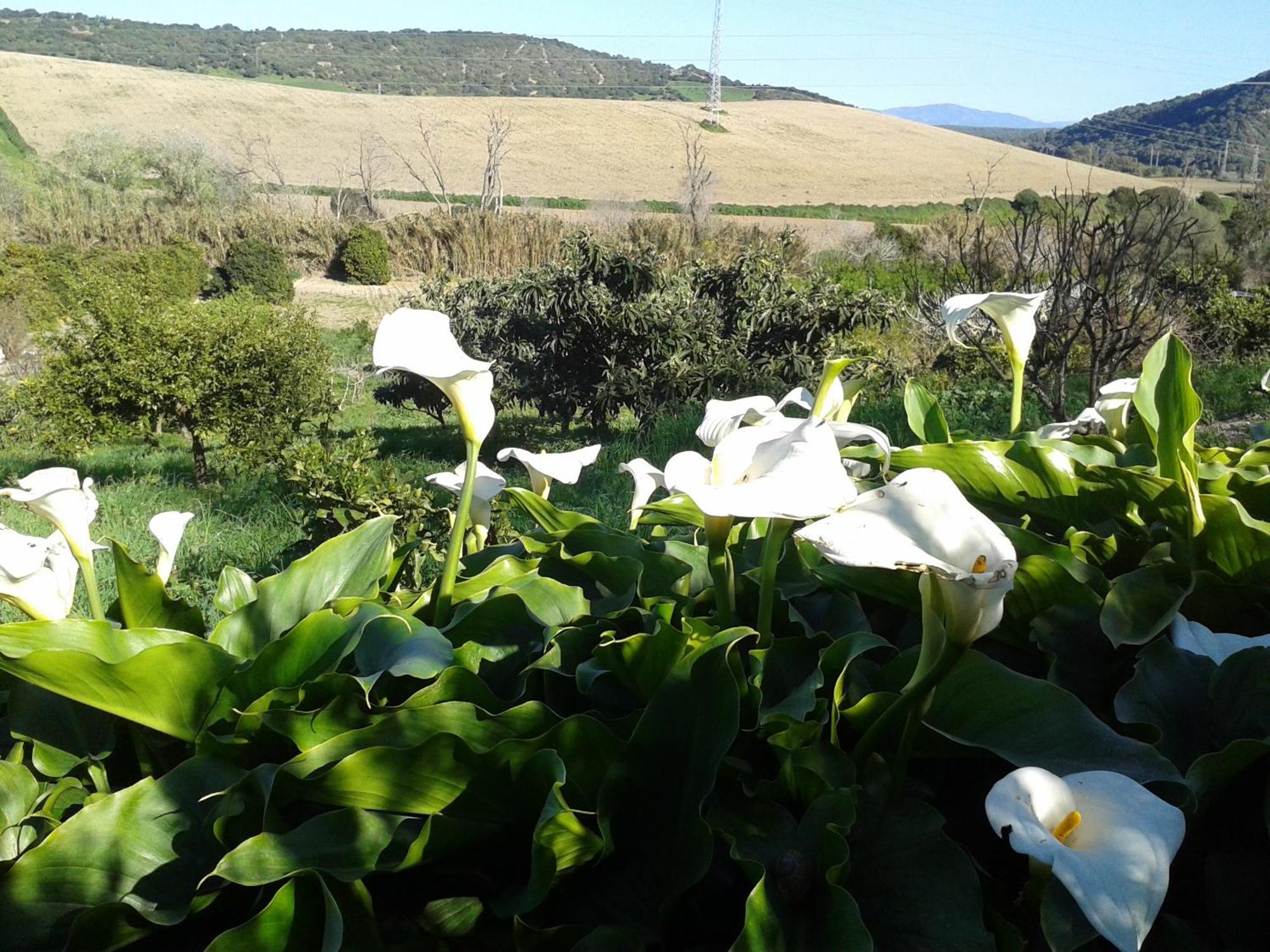Casa Rural El Cubillo Vejer de la Frontera Buitenkant foto